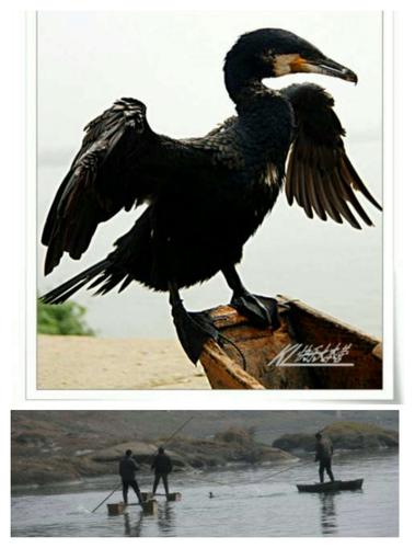 06   鹭鸶和渔夫