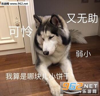 确认过眼神是不想理的人表情包