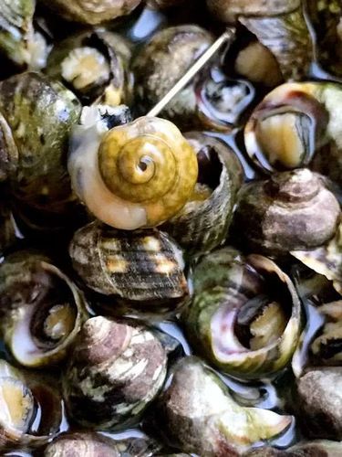 深夜大排档丨沿海人民的夏天,是属于小海鲜的