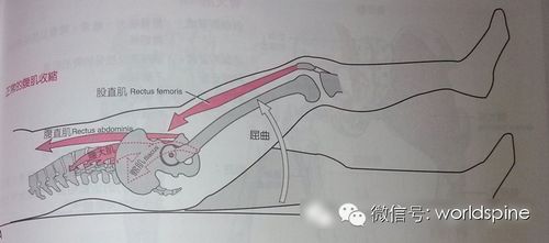 (图9 正常屈髋动作肌群协调示意图)所以,回到我们的病例当中,所谓"