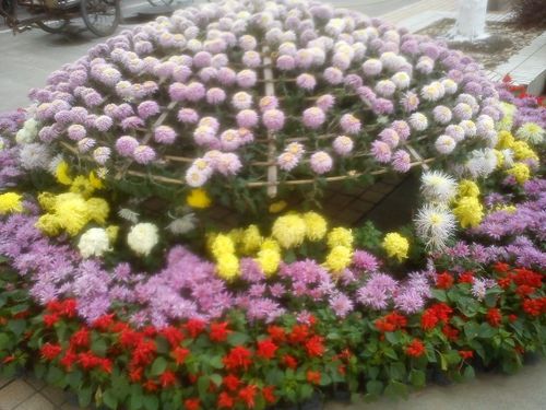 上海大学菊文化节