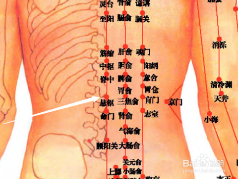 3      悬枢穴属于督脉穴位图,悬枢穴位于人体腰部,当后