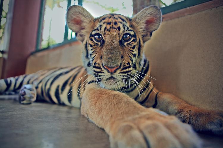 2010年属虎几月出生好