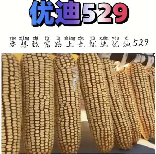 鸿翔种业-又一力作优迪529