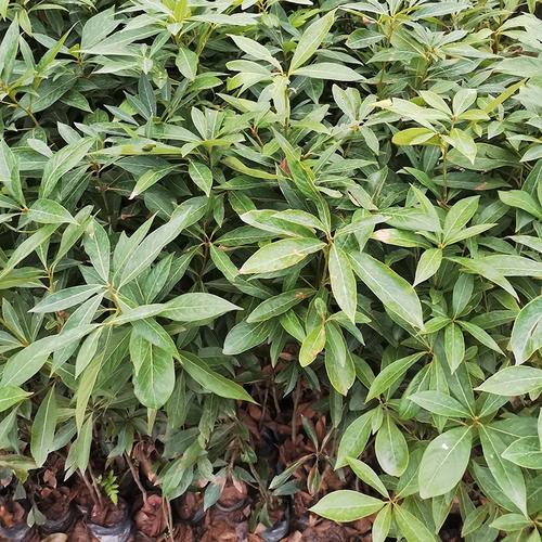 金丝楠木小叶桢楠树苗珍稀树种名贵木材庭院绿植