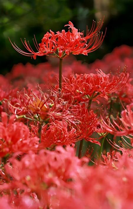 出单彼岸花图蓝红白各10张共30张