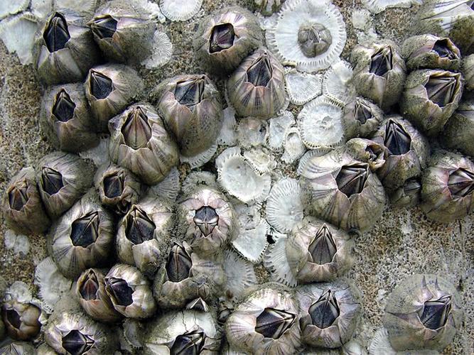 海鲜,美食,鹅颈藤壶,海洋生物,奇闻趣事