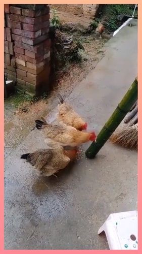 智慧人生自制的喂鸡神器,这样喂鸡一次管一星期