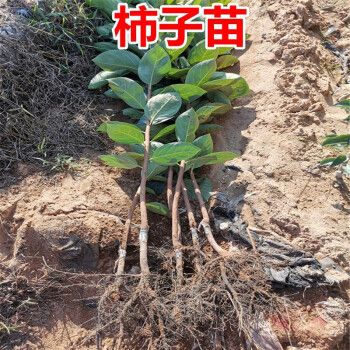 畜牧嫁接柿子树苗南方北方种植阳台庭院四季种易活当年结果正宗果树苗