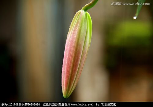 含苞待放的百合花