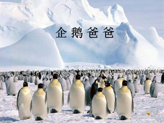 10企鹅爸爸