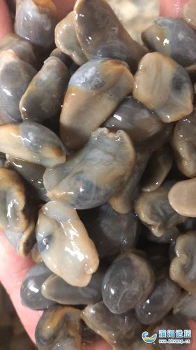 无沙大泥螺,下酒,吃粥开胃菜