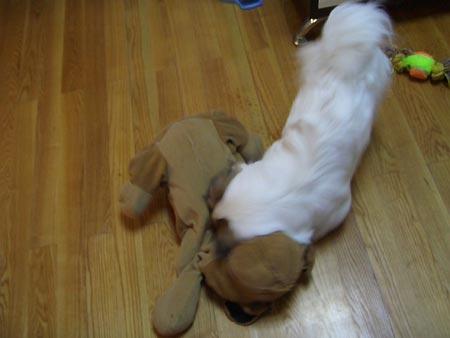 组图:要做男子汉的小蛋蛋(3)