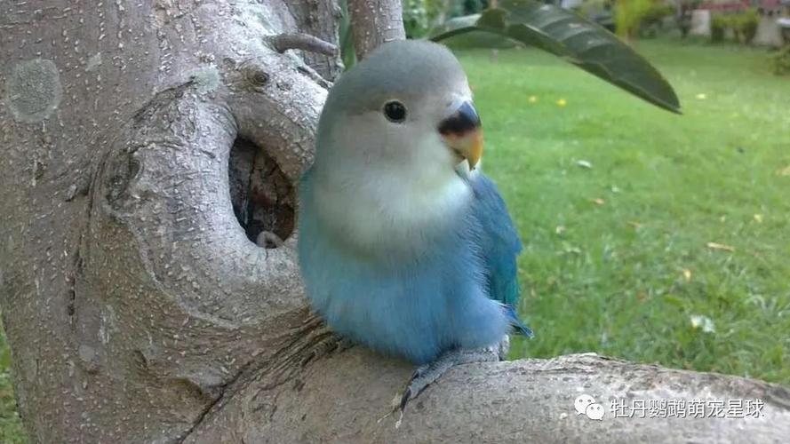 未成年的蓝银顶