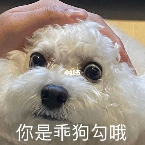 狗狗表情包_表情包_狗狗_表情包分享_素材_表情包