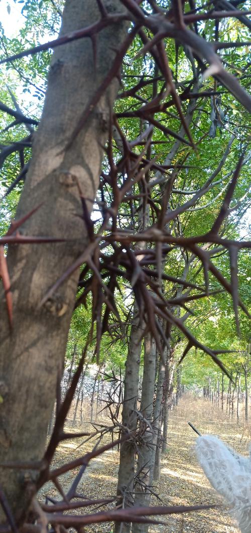 低价出售数千棵大刺皂角树