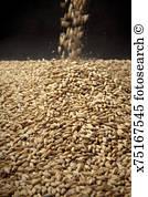 malted 相片与图像