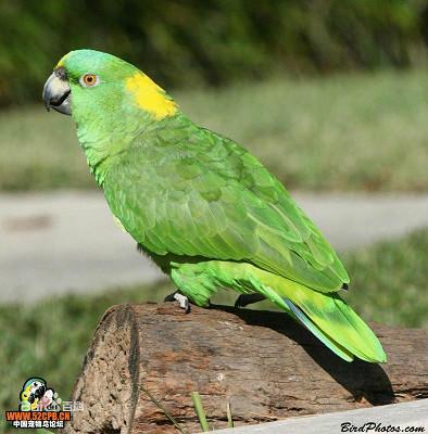 鳞颈亚马逊鹦鹉哥伦比亚亚种