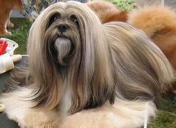 拉萨犬选购特点