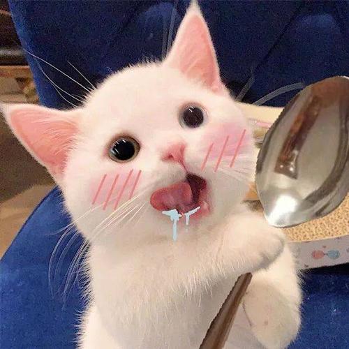 收割招财萌猫头像好运气100000000000