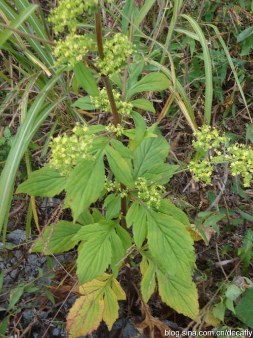 [转载]败酱(黄花败酱)--摄于东兰