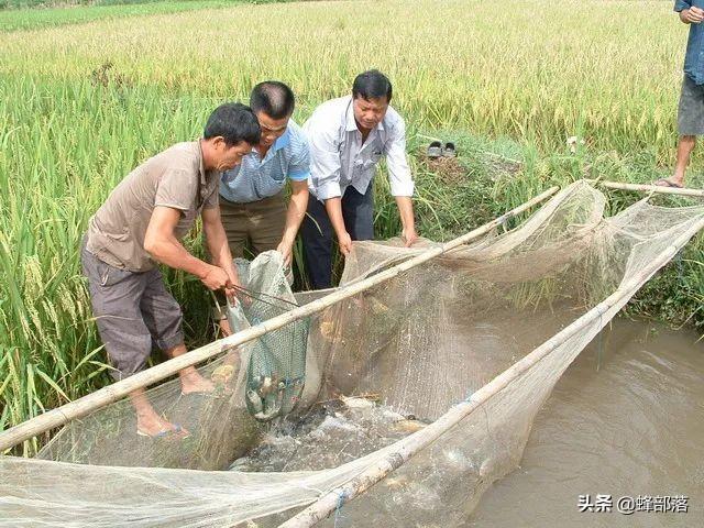 其主要原因有以下4个: 1,病虫害难处理 如果是稻田养鱼模式的话,那么