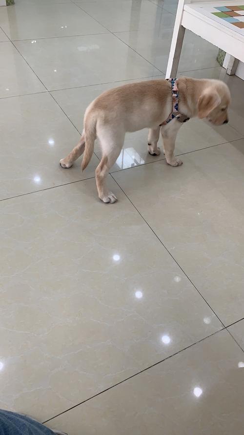 【讨论】我家狗子后腿走路外八,这是趴蹄嘛