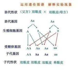 中队风采蓓蕾视角妙发现七神奇的遗传与基因密码