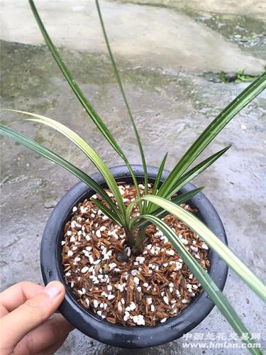 春剑孔雀艺 - 中国兰花交易网