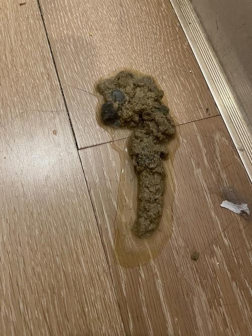 讨论猫咪吐了三次呕吐物