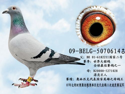国家二号_宁夏宝通鸽业-中信网爱鸽商城