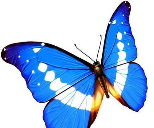 地球上10大最美丽的蝴蝶, 第四160万一只, 第一在我国