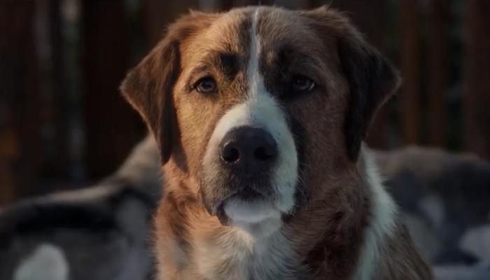 雪橇犬巴克是什么电影