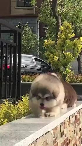 小短腿:长腿的狗这么多,为何不能算我一个?