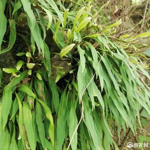 石韦草又名肾精茶关东有茶名曰肾精