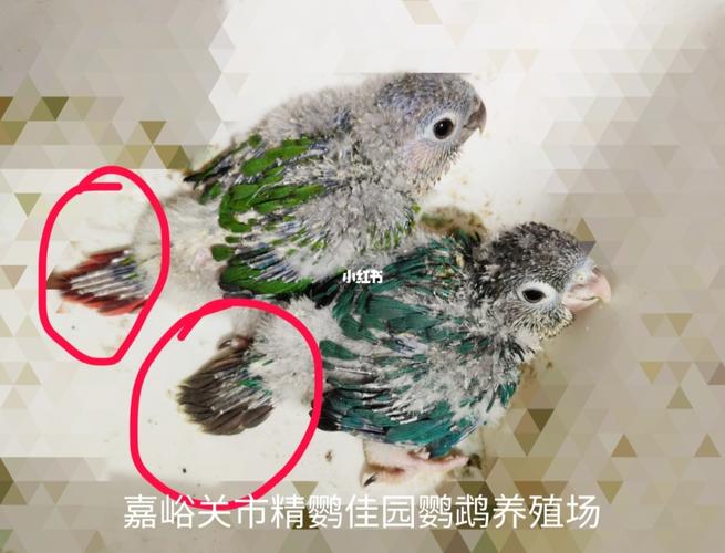 蓝化黄边,黄边_鹦鹉_小太阳鹦鹉_宠物_宠物其他