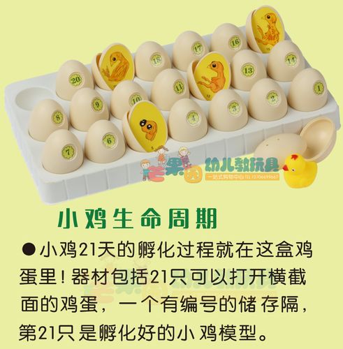 热卖小鸡生命周期 科学实验室信息化幼儿园主题教育活动 小鸡孵化过程