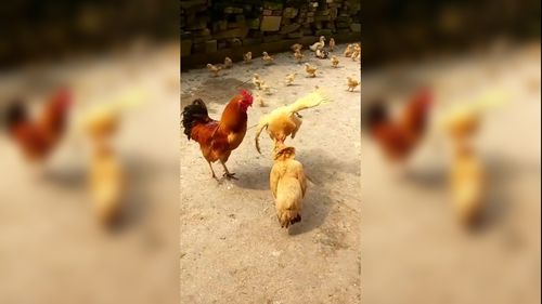 两只母鸡打架,公鸡是最为难的那个!