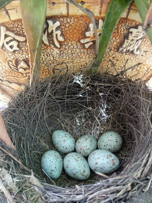 小鸟孵化全过程