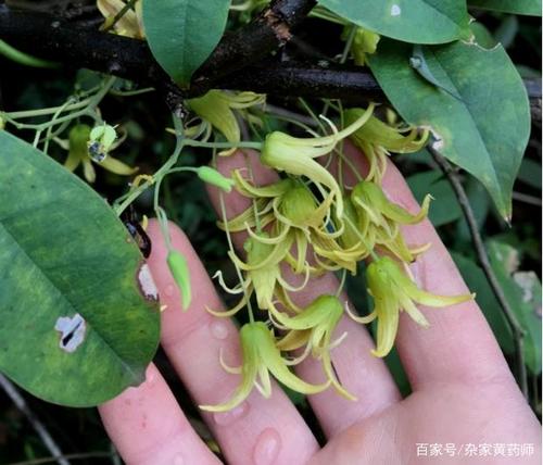 荒野维生野菜系列——牛卵坨