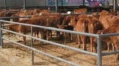 规模化的养殖牛场,在建造牛舍的时候,首先要考虑成本支出,用最低的