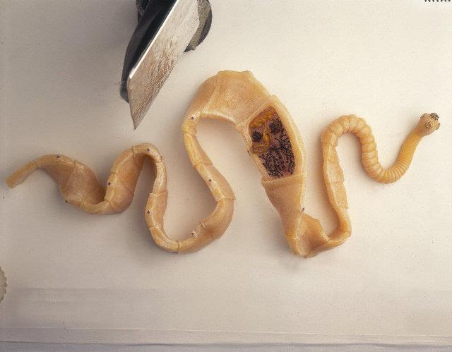 成虫在海水或淡水中自由生活,幼虫寄生在绦虫,是一种巨大的肠道寄生虫