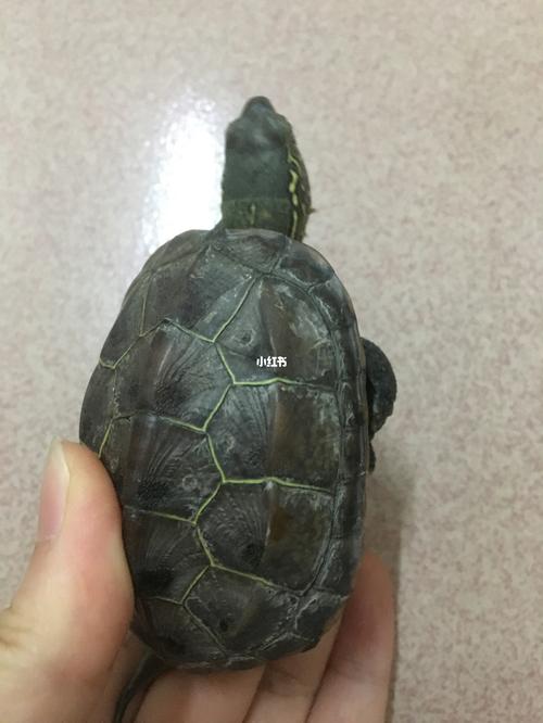求助   中华草龟_乌龟_宠物_宠物其他