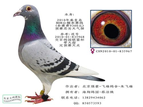 飞雄鸽舍-朱飞雄送bob公棚