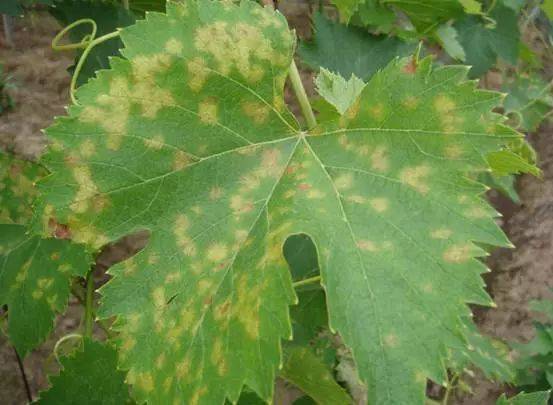 葡萄各时期霜霉病详解!