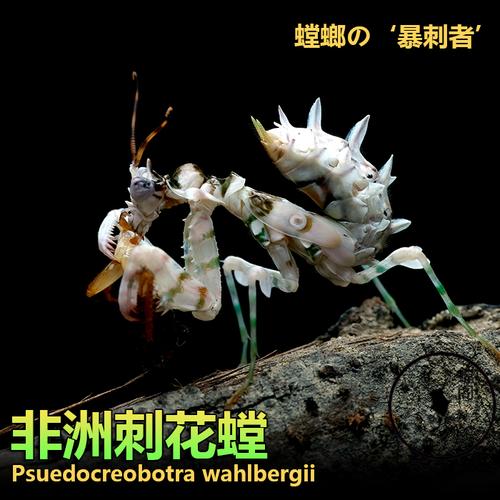 活体大刺螳螂宠物包邮现货非洲昆虫爬虫其他爬虫