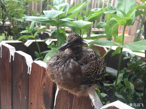 自由放养状态中的斑鸠幼鸟