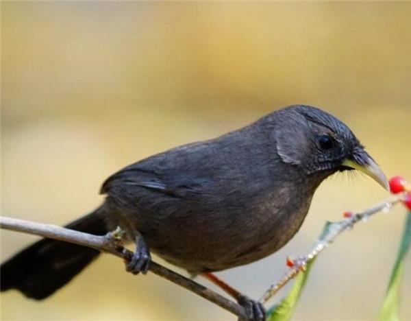 山噪鹛如何分公母 山噪鹛吃什么怎么养