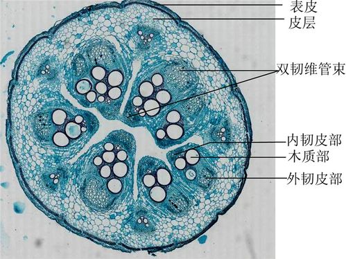 南瓜茎横切-示导管和筛管的横切面观 拷贝.jpg