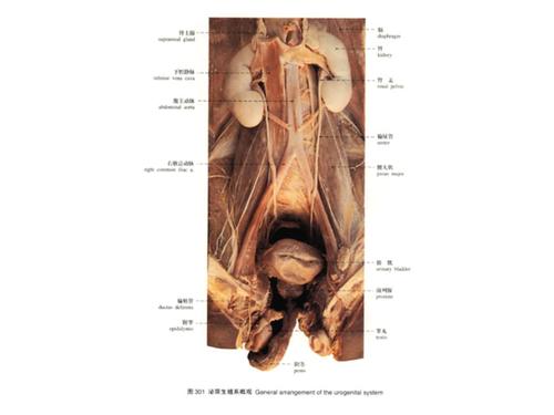 男性生殖系统系统解剖学ppt课件ppt19页